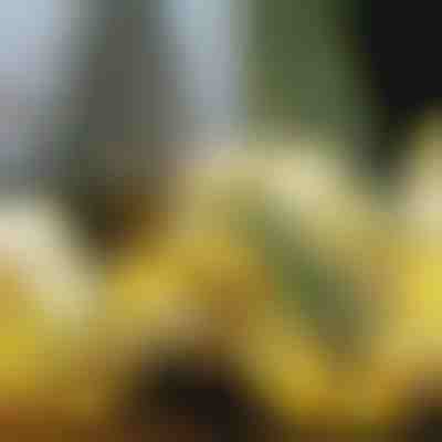 Świecąca Wstążka Świąteczna (500 cm) | SHINESTRAP