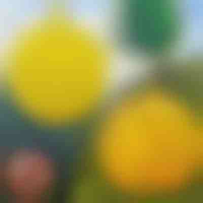 6-pak wiszących pułapek na muchy | BUGIORB