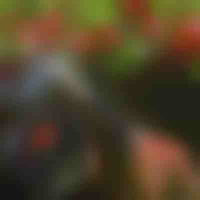 Nożyce do przycinania drzew | TREESNIP